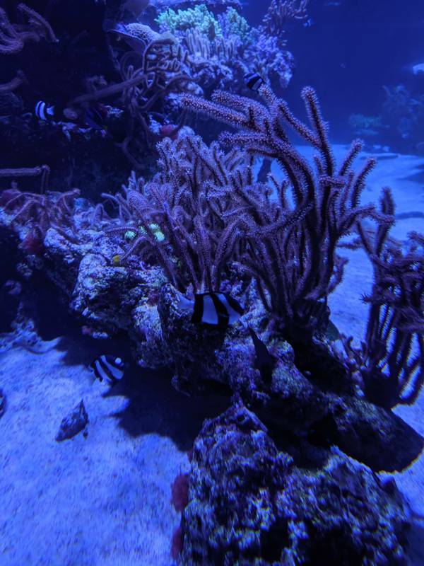 f:id:itsuwalove777:20200404185116j:plain