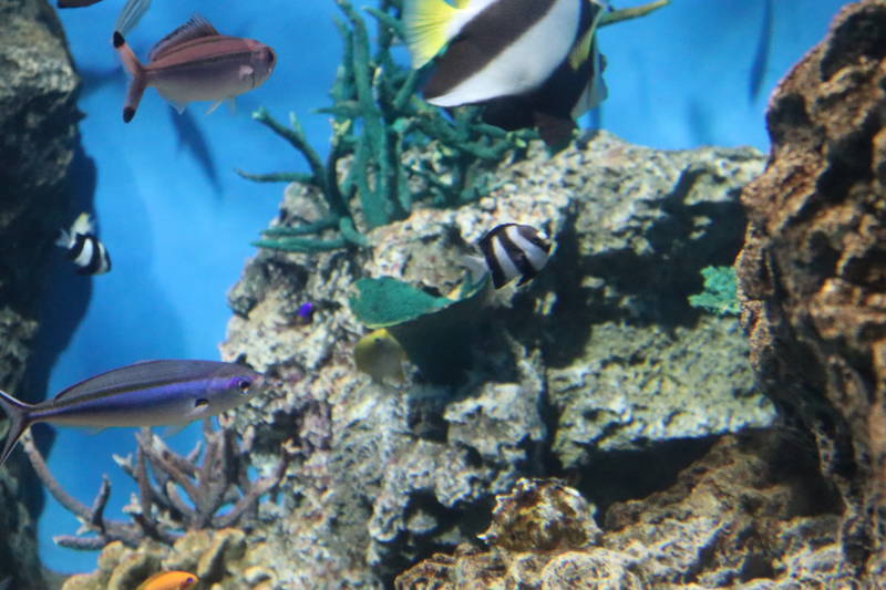 f:id:itsuwalove777:20200404185548j:plain