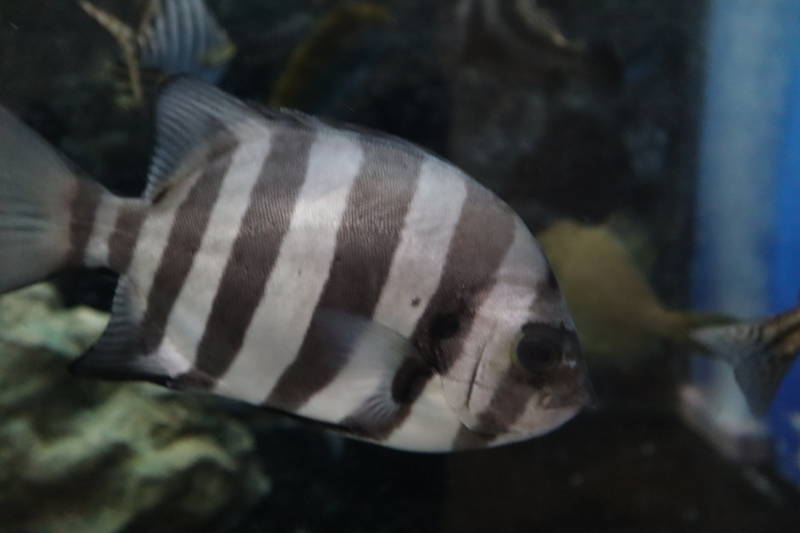 f:id:itsuwalove777:20200505044426j:plain f:id:itsuwalove777:20200505044426j:plain