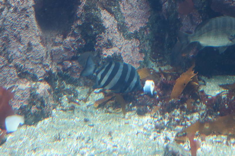 f:id:itsuwalove777:20200505044439j:plain f:id:itsuwalove777:20200505044439j:plain