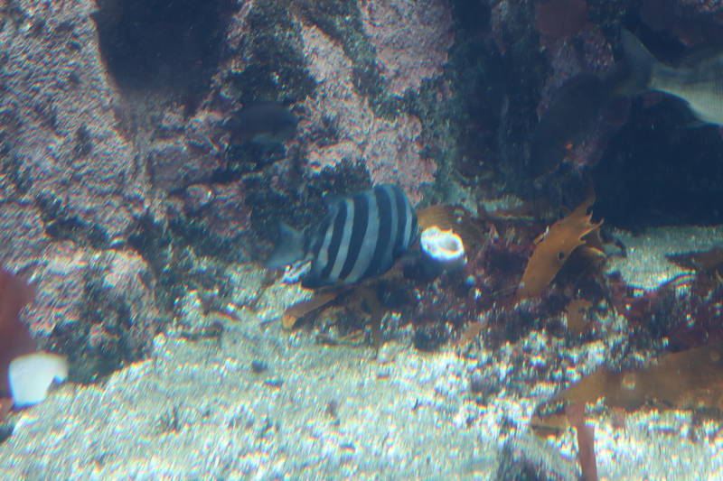 f:id:itsuwalove777:20200505044505j:plain f:id:itsuwalove777:20200505044505j:plain