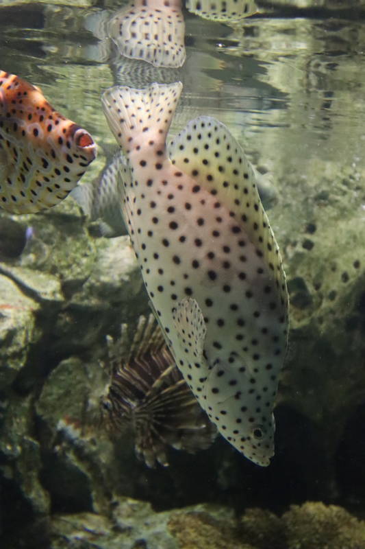 水族館魚図鑑 サラサハタ Chromileptes Altivelis 動物園 水族館に行こう
