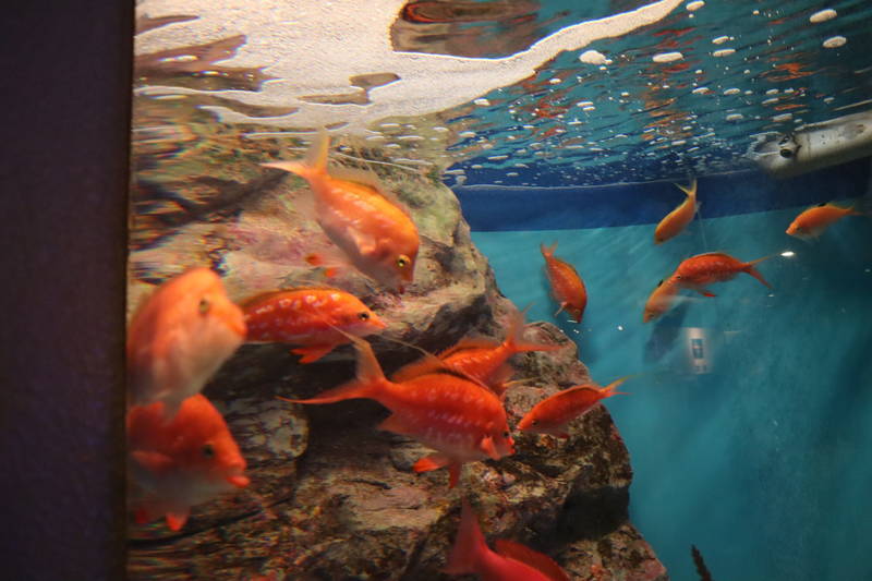 f:id:itsuwalove777:20200506025204j:plain f:id:itsuwalove777:20200506025204j:plain