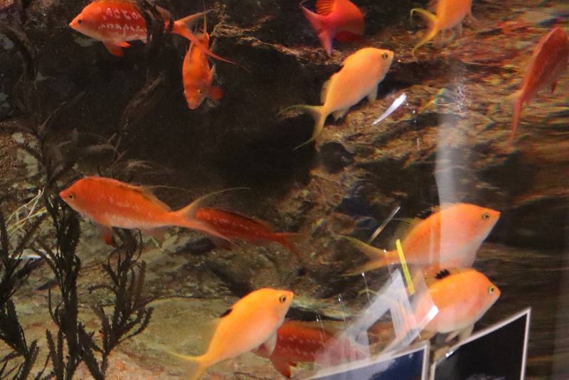 f:id:itsuwalove777:20200506080109j:plain f:id:itsuwalove777:20200506080109j:plain