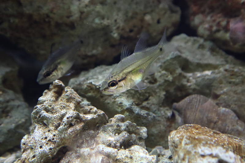水族館魚図鑑 アマミイシモチ Fibramia Amboinensis 動物園 水族館に行こう