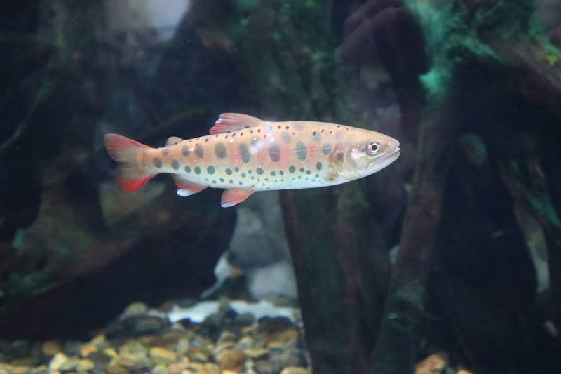 水族館魚図鑑-ヤマメ(Oncorhynchus masou) - 動物園&水族館に行こう！！
