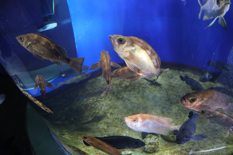 f:id:itsuwalove777:20200521214937j:plain f:id:itsuwalove777:20200521214937j:plain