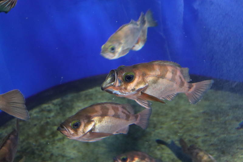 f:id:itsuwalove777:20200521215111j:plain f:id:itsuwalove777:20200521215111j:plain