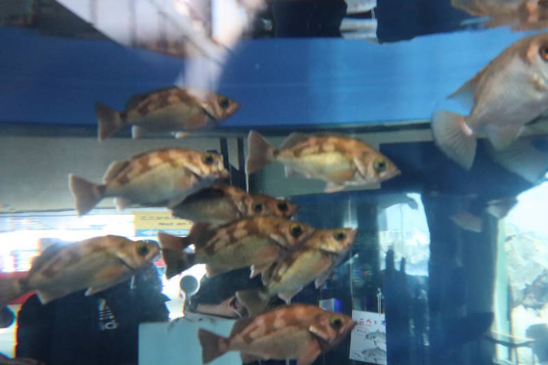 f:id:itsuwalove777:20200521215339j:plain f:id:itsuwalove777:20200521215339j:plain