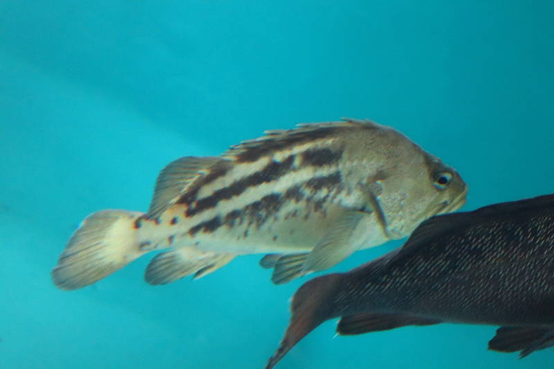 f:id:itsuwalove777:20200521221225j:plain f:id:itsuwalove777:20200521221225j:plain