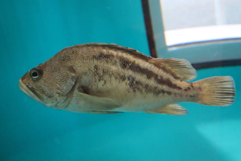 f:id:itsuwalove777:20200521221354j:plain f:id:itsuwalove777:20200521221354j:plain