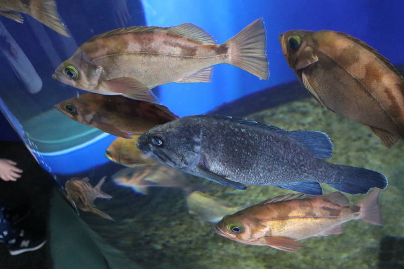 f:id:itsuwalove777:20200521222630j:plain f:id:itsuwalove777:20200521222630j:plain