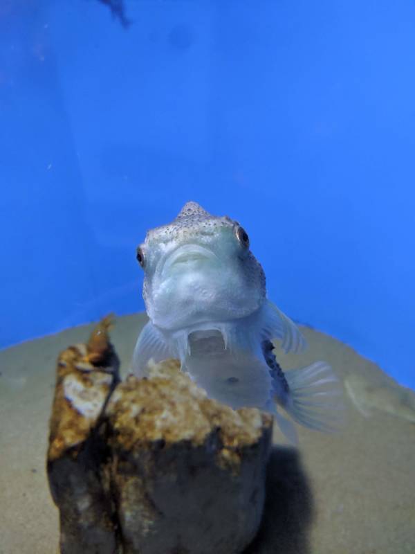 水族館魚図鑑 ランプサッカー ランプフィッシュ Cyclopterus Lumpus 卵はキャビアの代替品に 動物園 水族館に行こう