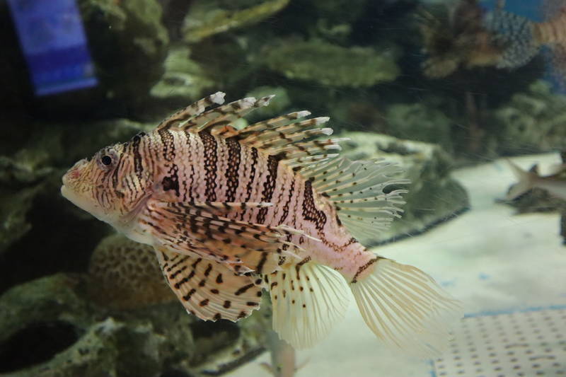 水族館魚図鑑-ミノカサゴ(Pterois lunulata) - 動物園&水族館に行こう！！
