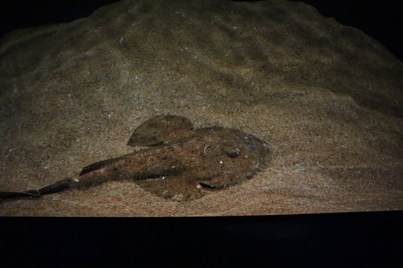 f:id:itsuwalove777:20200521230054j:plain f:id:itsuwalove777:20200521230054j:plain