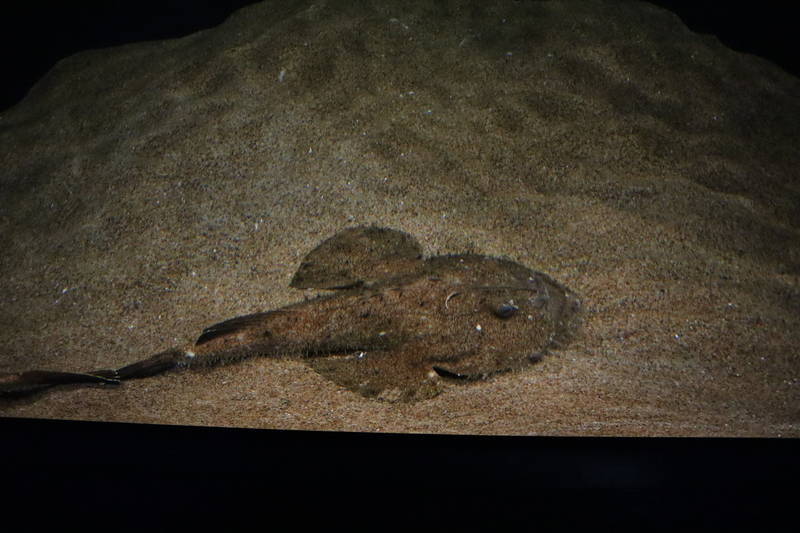 f:id:itsuwalove777:20200521230117j:plain f:id:itsuwalove777:20200521230117j:plain