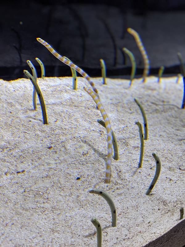 f:id:itsuwalove777:20200521231700j:plain