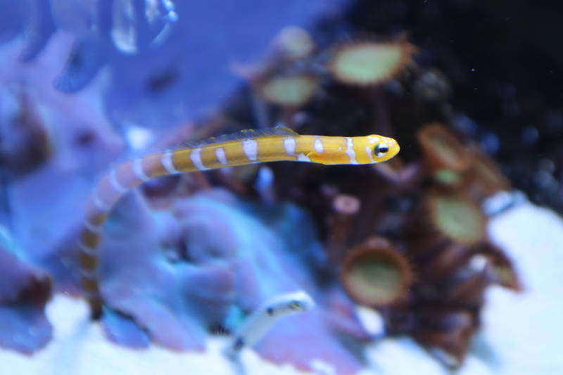 f:id:itsuwalove777:20200521232101j:plain