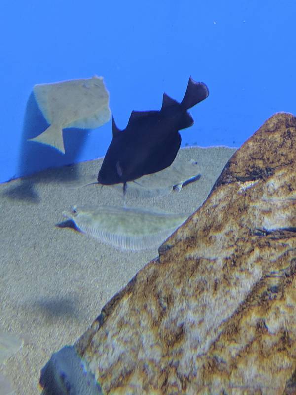 f:id:itsuwalove777:20200613124005j:plain f:id:itsuwalove777:20200613124005j:plain