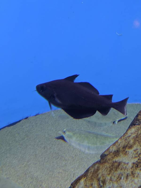 f:id:itsuwalove777:20200613124146j:plain f:id:itsuwalove777:20200613124146j:plain