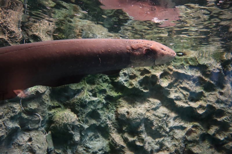 水族館魚図鑑 デンキウナギ Electrophorus Electricus 動物園 水族館に行こう 水族館魚図鑑 デンキウナギ Electrophorus Electricus 動物園 水族館に行こう