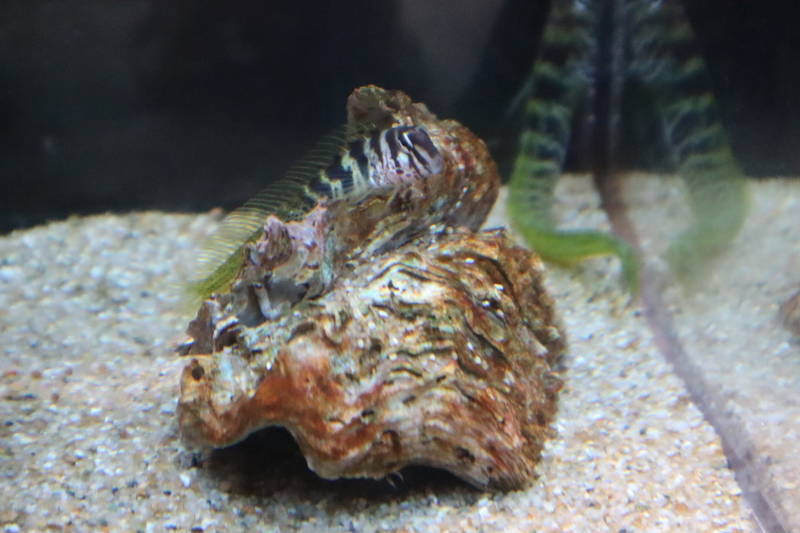 f:id:itsuwalove777:20200613124846j:plain f:id:itsuwalove777:20200613124846j:plain