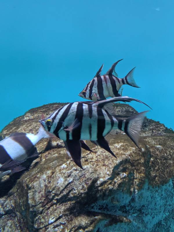 水族館魚図鑑 オールドワイフ Enoplosus Armatus 動物園 水族館に行こう