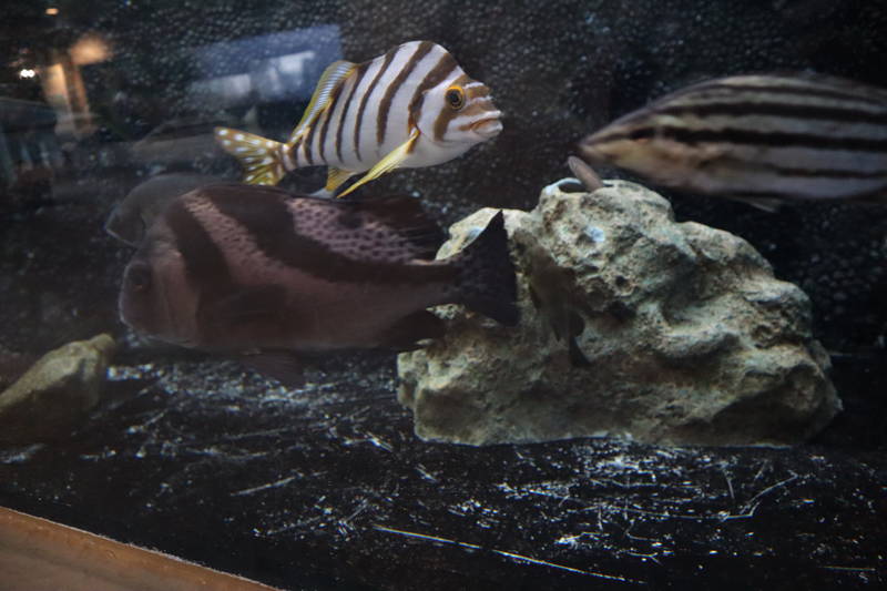 f:id:itsuwalove777:20200614125513j:plain f:id:itsuwalove777:20200614125513j:plain