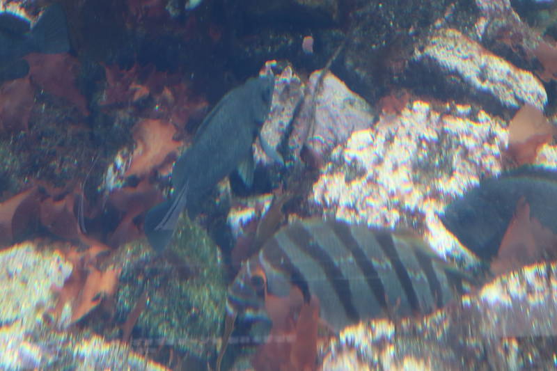 f:id:itsuwalove777:20200614125540j:plain f:id:itsuwalove777:20200614125540j:plain