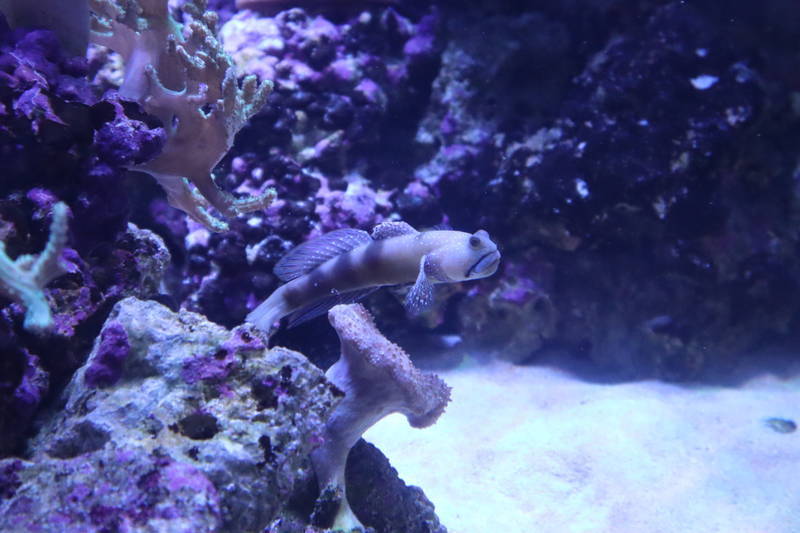 f:id:itsuwalove777:20200615233326j:plain f:id:itsuwalove777:20200615233326j:plain