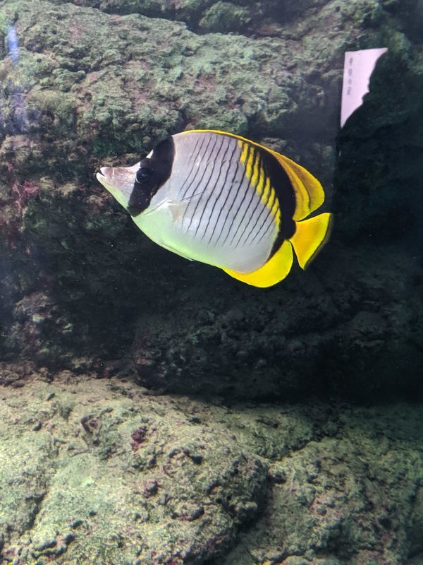 水族館魚図鑑 チョウチョウウオ科 特徴や種類について紹介 動物園 水族館に行こう