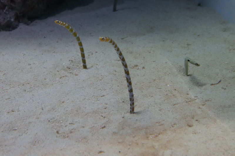 f:id:itsuwalove777:20200708181946j:plain