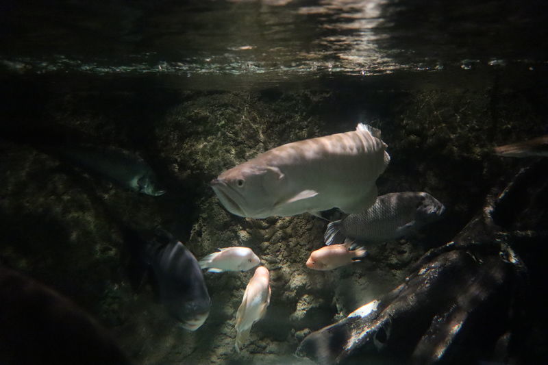 BIGサイズ ブラック・コロソマ 50cm±