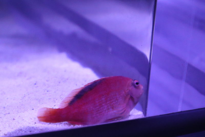 f:id:itsuwalove777:20200803025151j:plain f:id:itsuwalove777:20200803025151j:plain