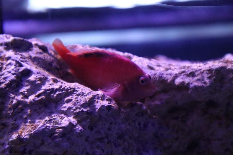 f:id:itsuwalove777:20200803025228j:plain f:id:itsuwalove777:20200803025228j:plain