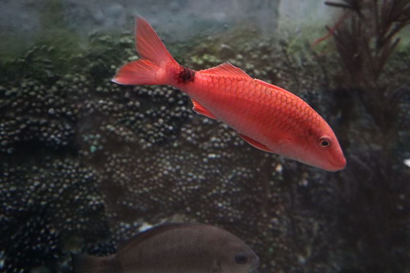 f:id:itsuwalove777:20200803025656j:plain