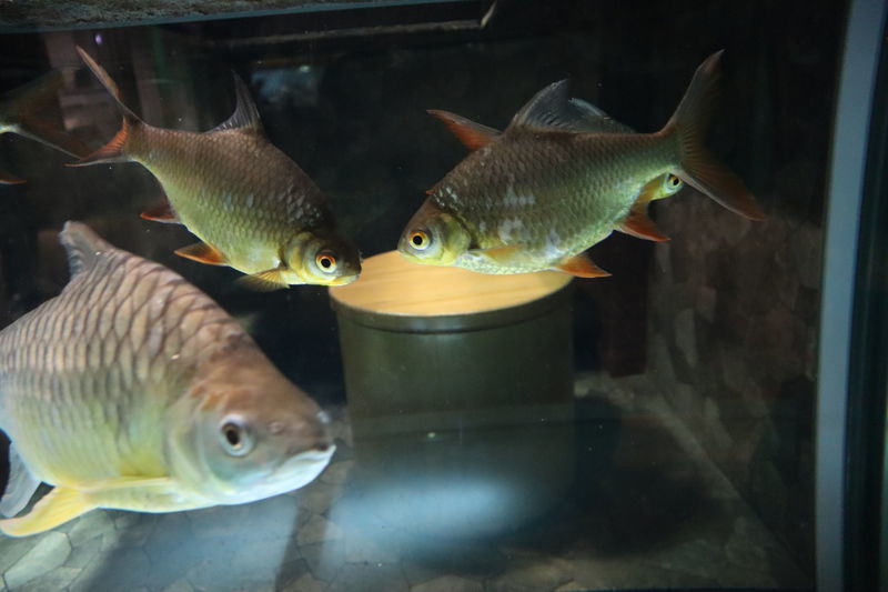 イエローフィンバルブ 特大