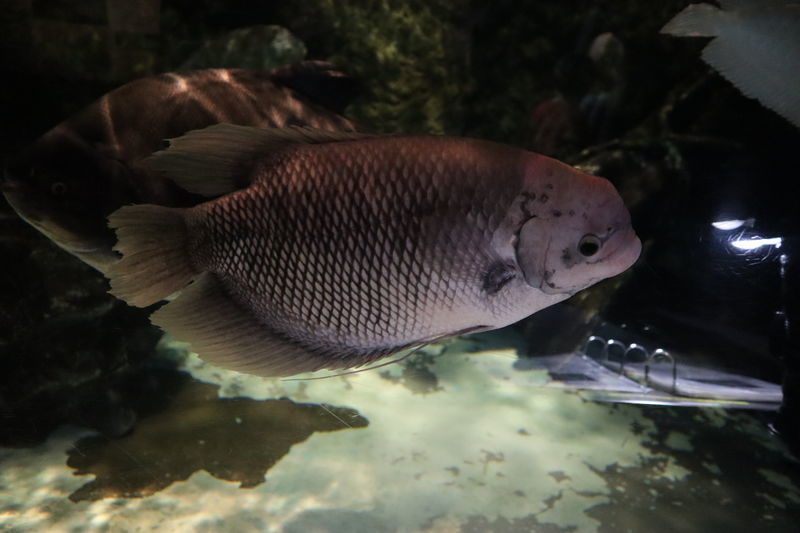 f:id:itsuwalove777:20200806061632j:plain f:id:itsuwalove777:20200806061632j:plain