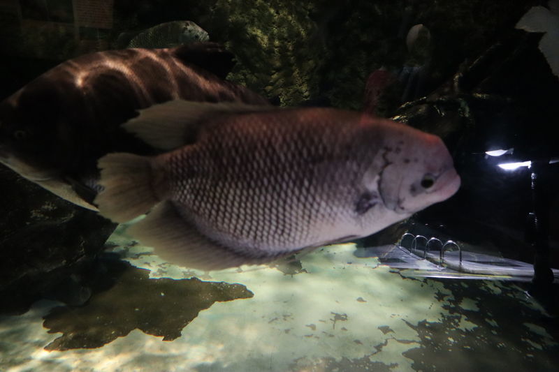 f:id:itsuwalove777:20200806061646j:plain f:id:itsuwalove777:20200806061646j:plain