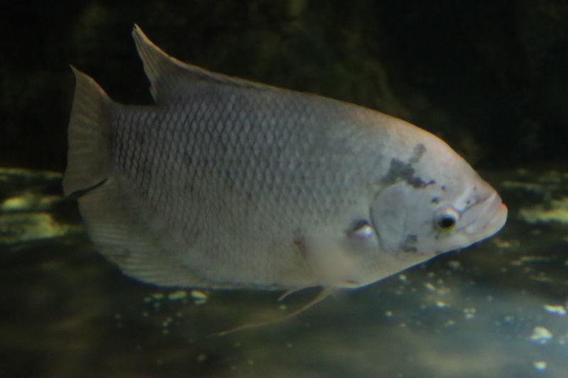 f:id:itsuwalove777:20200806061701j:plain f:id:itsuwalove777:20200806061701j:plain