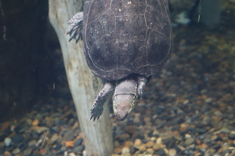 f:id:itsuwalove777:20200806070538j:plain f:id:itsuwalove777:20200806070538j:plain