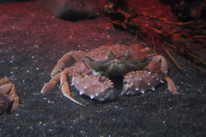 水族館甲殻類図鑑 コツノキンセンモドキ Mursia Danigoi 動物園 水族館に行こう