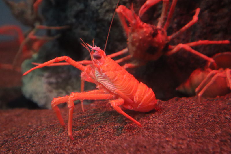 水族館甲殻類図鑑 オオコシオリエビ Cervimunida Princeps 動物園 水族館に行こう
