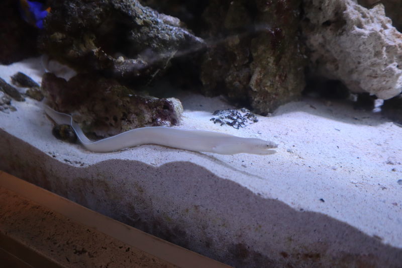 水族館魚図鑑 モヨウタケウツボ Pseudechidna Brummeri 動物園 水族館に行こう