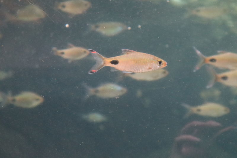 水族館魚図鑑 プンティウス フィラメントサス Dawkinsia Filamentosa 動物園 水族館に行こう 水族館魚図鑑 プンティウス フィラメントサス Dawkinsia Filamentosa 動物園 水族館に行こう
