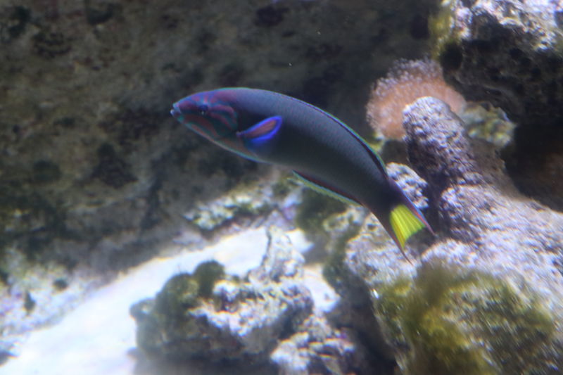 f:id:itsuwalove777:20200810015220j:plain f:id:itsuwalove777:20200810015220j:plain