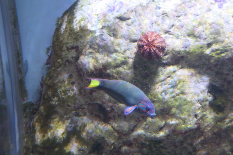 f:id:itsuwalove777:20200810015401j:plain f:id:itsuwalove777:20200810015401j:plain