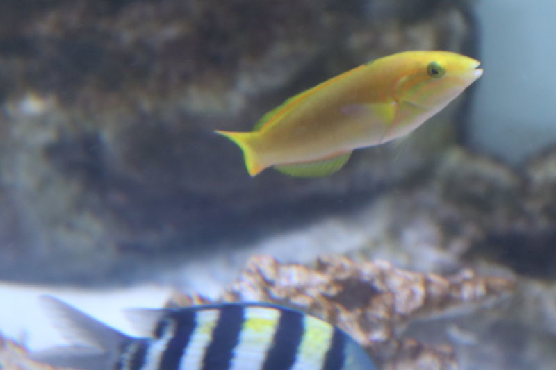 水族館魚図鑑 コガネキュウセン Halichoeres Chrysus 動物園 水族館に行こう