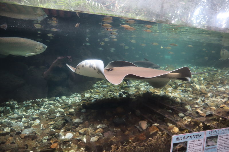 水族館魚図鑑 ヒマンチュラ チャオプラヤ Urogymnus Polylepis 動物園 水族館に行こう