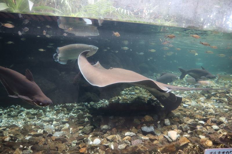 水族館魚図鑑 プンティウス フィラメントサス Dawkinsia Filamentosa 動物園 水族館に行こう 水族館魚図鑑 プンティウス フィラメントサス Dawkinsia Filamentosa 動物園 水族館に行こう